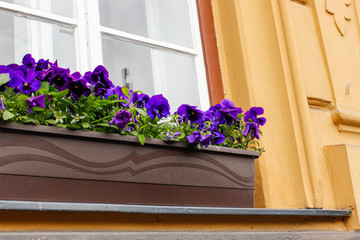 Purple flowers in a flower pot on the ledge of the window of a yellow house