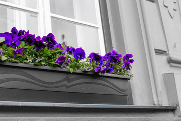 Purple flowers in a flower pot on the ledge of the window of a house. Desaturated picture (only purple and green)