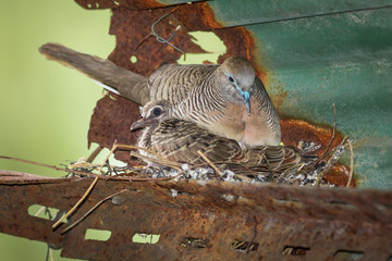 Dove's nest.