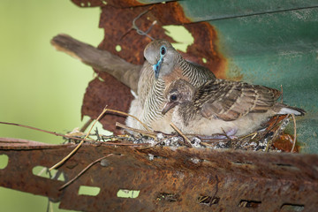 Dove's nest.