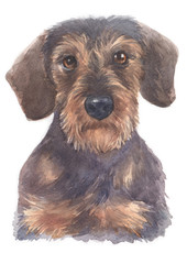 Water colour painting of Miniature Dachshund 103