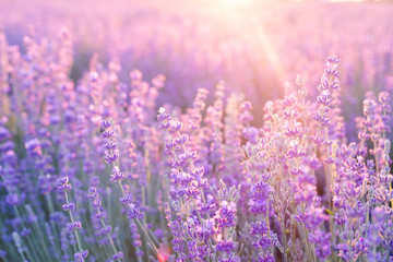 Lavender bushes closeup on sunset. Sunset gleam over purple flowers of lavender. Provence region of france.
