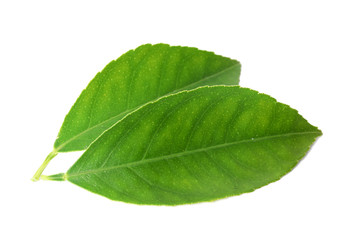 Fresh green citrus leaves isolated on white