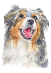 Water colour painting of Australian Shepherd 105