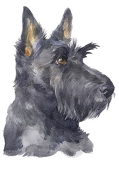 Water colour painting of Scottish Terrier 113