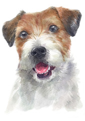 Water colour painting of Parson Jake Russell Terrier 129