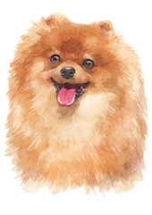 Fototapeta premium Water colour painting of Pomeranian 132