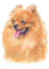 Obraz premium Water colour painting of Pomeranian 133