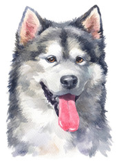 Water colour painting of Alaskan Malamute 144