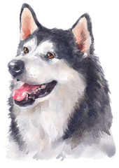 Water colour painting of Alaskan Malamute 145