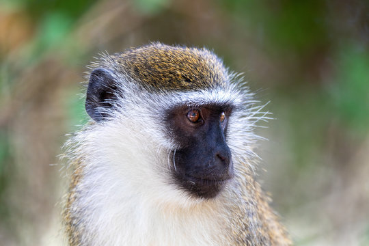 cute vervet monkey in Lake Chamo in natural habitat, Arba Minch, Ethiopia wildlife