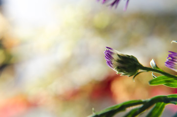 wild purple flower with bokeh background