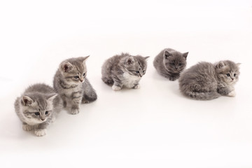Small kittens on a white background.