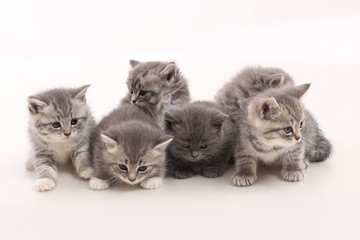 Small kittens on a white background.