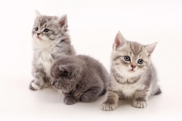 Fototapeta na wymiar Small kittens on a white background.