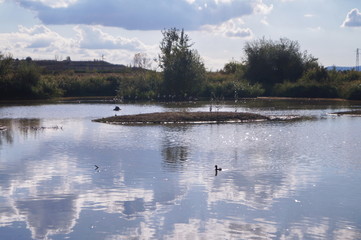 Naklejka na ściany i meble Pond with wild birds in the park of the plain of Sesto Fiorentino, Tuscany, Italy