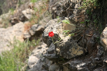 Desert flower