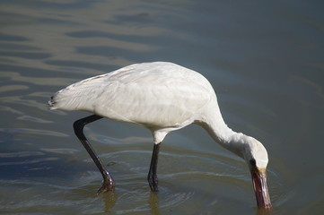 Bird Spoonbill (Platalea leucorodia) in the park of the plain of Sesto Fiorentino, Tuscany, Italy