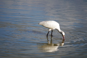 Bird Spoonbill (Platalea leucorodia) in the park of the plain of Sesto Fiorentino, Tuscany, Italy
