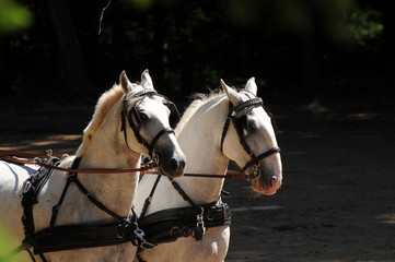 Obraz premium Lipizzaner im Fahrsport