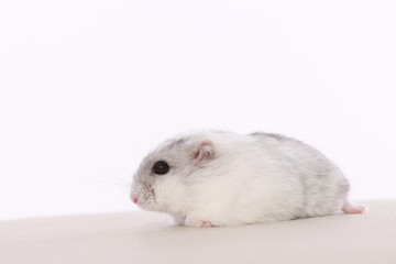 Nice hamster on a white background.