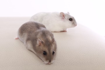 Nice hamster on a white background.