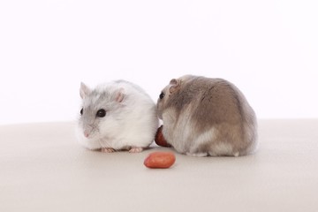 Nice hamster on a white background.