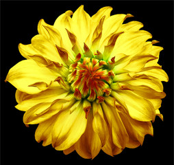 dahlia flower yellow. Flower isolated on the  black background. No shadows with clipping path. Close-up. Nature.