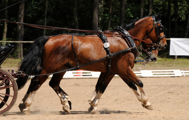 Obraz premium Fahrsport