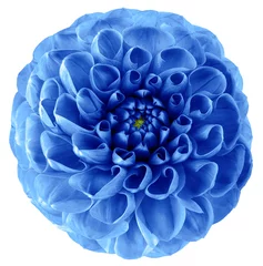 Foto op Aluminium dahlia flower blue. Flower isolated on a white background. No shadows with clipping path. Close-up. Nature. © nadezhda F