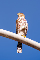 Close up of Cooper's hawk perched on a street light pole on a sunny day, Santa Barbara, California;