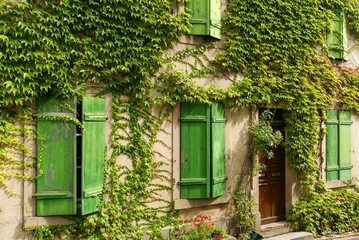 House with green windows surrounded by ivy plants in the Alsace region, France