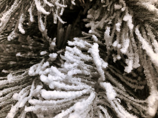 Snow-covered branch of a Christmas tree close-up. Christmas tree. New Year. Greeting card.
