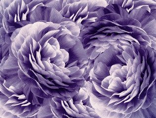 Fototapeta na wymiar Floral vintage white-purple background. A bouquet of white-purple roses flowers. Close-up. floral collage. Flower composition. Nature.