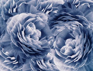 Obrazy  Floral vintage white-blue background. A bouquet of  white-blue  roses  flowers.  Close-up.   floral collage.  Flower composition. Nature.