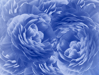 Floral blue background. A bouquet of  turquoise  flowers.  Close-up.   floral collage.  Flower composition. Nature.