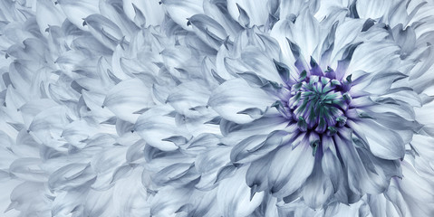 Floral light blue background. A bouquet of  blue  flowers dahlias.  Close-up.   floral collage.  Flower composition. Nature.