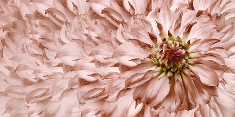 Floral light red background. A bouquet of   red  flowers dahlias.  Close-up.   floral collage.  Flower composition. Nature.