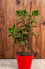 Close up money tree in red pot on gray floor on brown, wooden background. Care for indoor plants.