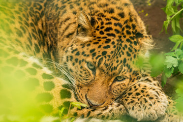 Fototapeta na wymiar coiled resting leopard hiding in vegetation