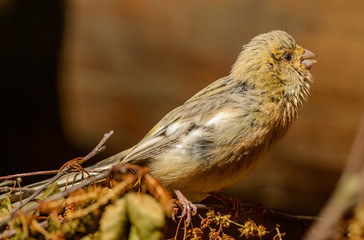 Fototapeta premium young song bird from the side singing in the sun light