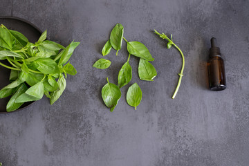 Fresh basil leaves and basil essential oil in a Glass Bottle on dark concrete background. Natural medicine and aromatherapy