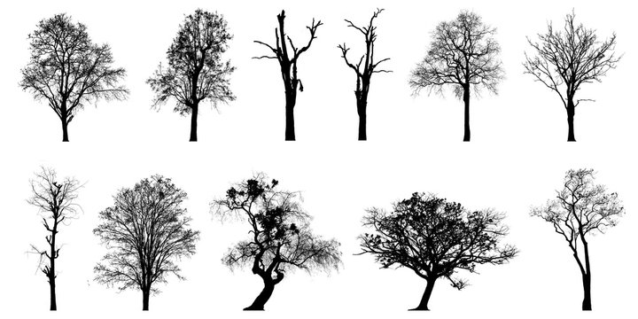 A large tree shadow that is completely isolated on a white background combined as a set