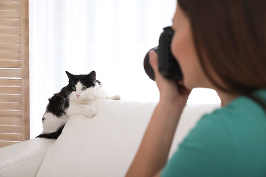 Professional animal photographer taking picture of beautiful cat indoors, closeup