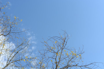 branches of tree with autumn leaves against the blue sky