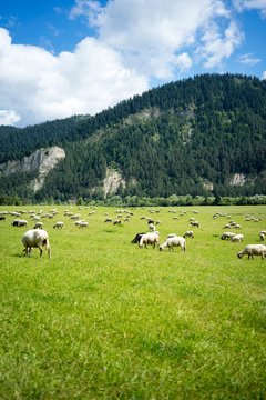 Vertical shot of a herd of sheep eating grass at the pasture surrounded by tall mountains