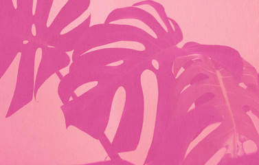 A textured photo of monstera leaves with pink background
