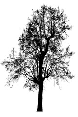 Obraz premium Black shadows, large trees that are completely isolated on a white background.
