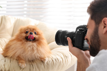Professional animal photographer taking picture of beautiful Pomeranian spitz dog indoors, closeup