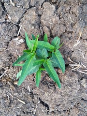 green plant in the garden